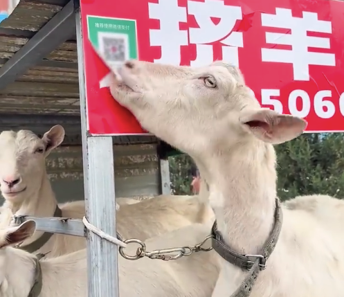 羊趁主人不注意把收款码给吃了：现在可以下班没有
