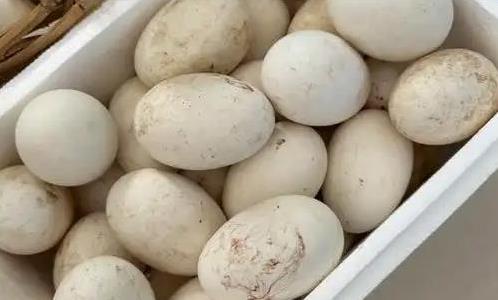 吃鹅蛋脑子更清楚？医生揭秘：4种好处让你想不到