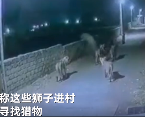 8只狮子进村吓坏村民，把村子当后花园 饿了就过来吃点家畜