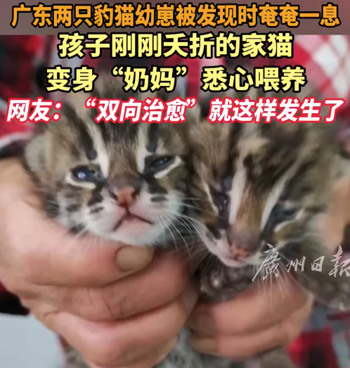 重返自然！2只豹猫幼崽被失孤家猫悉心带大