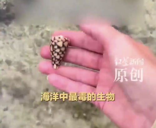 后怕,！女網(wǎng)紅海邊徒手撿起致命雞心螺 被雞心螺毒針刺中可致麻痹甚至死亡