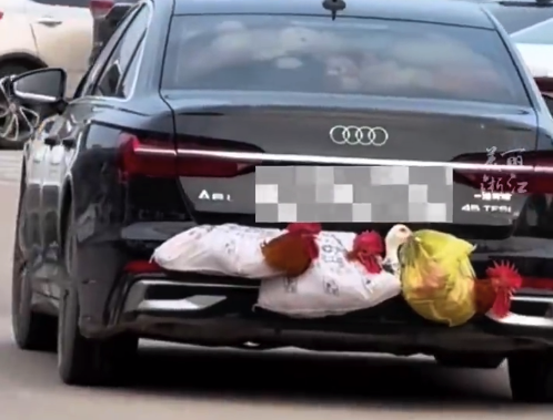 国庆返程高速一车尾挂满鸡鸭被围观