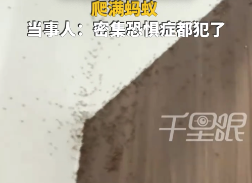 密恐慎入！女子家卧室墙壁爬满蚂蚁：全都抱着卵