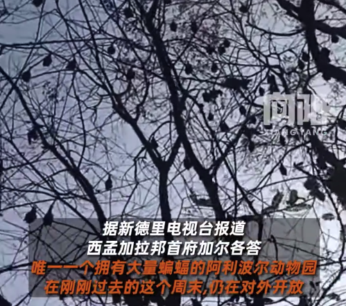 印度孟加拉邦蝙蝠最多动物园仍正常营业