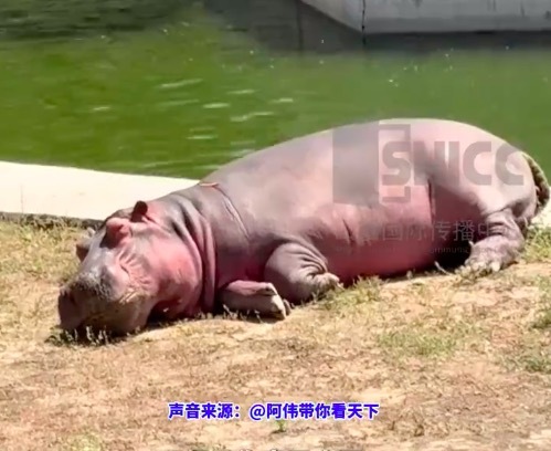 山西中午的动物园一个醒着的都没有 网友：来到山西，不管什么物种都得午睡