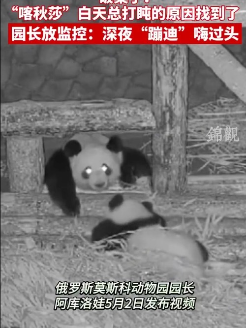 找到大熊猫黑眼圈的原因了 白天打盹晚上熬夜