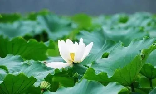 “三宝门中福好修”，如何得到三宝的加持护佑呢？