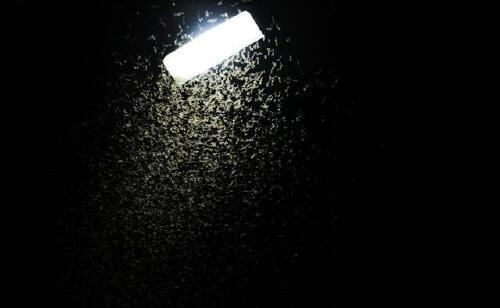 飞虫为什么喜欢灯光？明明就是自取灭亡的行为，却总是前仆后继