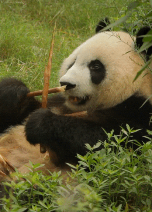 冷常识！经研究人员发明 大熊猫本来都是800度的近视眼