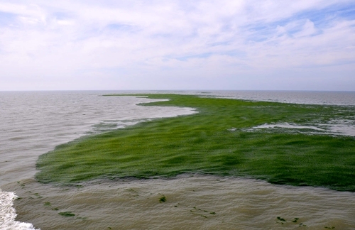 黄海海域浒苔绿潮再度来袭 面积近4.3万平方公里