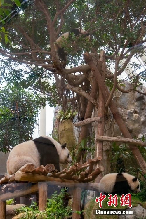 港產(chǎn)大熊貓龍鳳胎名字公布 加加得得亮相