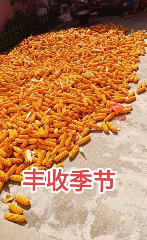 黄淮阴雨秋收受阻 霉变玉米两毛一斤 农民辛酸与无奈