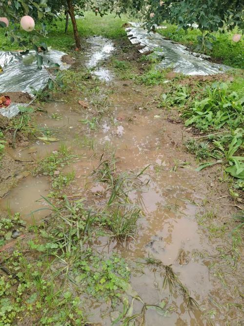 烟台果农称因降雨优质苹果减少 苹果上色难引发担忧