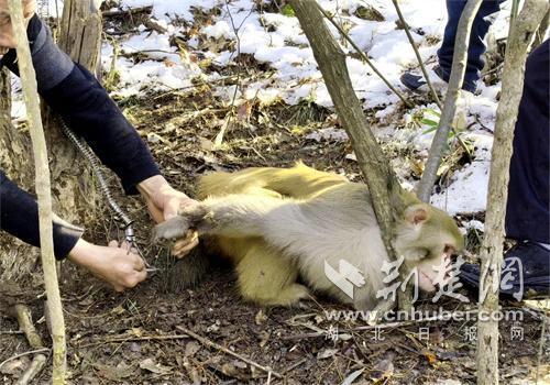 湖北保康警民联手救助受困猕猴 成功解救并抓获嫌疑人
