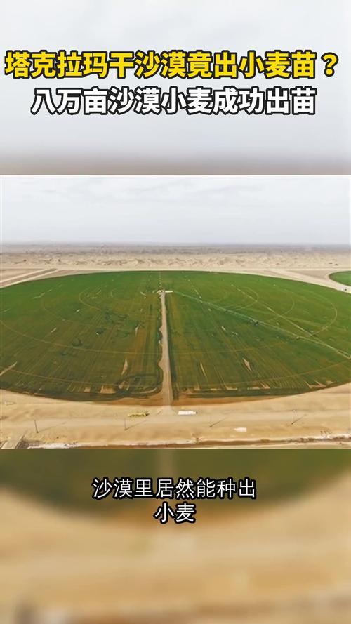 塔克拉玛干沙漠现巨型麦圈 绿色奇迹背后的生态账