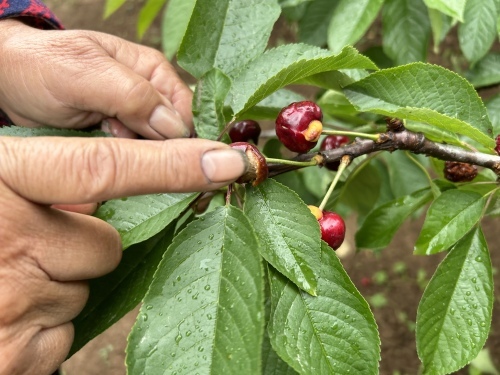 赵大娘家的果园,还有一批晚熟的果子陕西露地栽培的早熟樱桃品种有"早