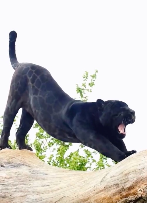 麻将胡了试玩原来这就是五彩斑斓的黑