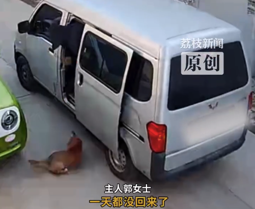大胆！面包车进村3秒偷一只狗