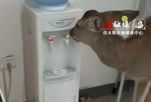 小鹿亲自开饮水机喝水 网友：竟然还区分了冷热水