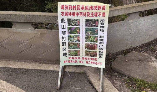 村民称因不文明打野已损失几千 当地称正考虑带游客定点打野