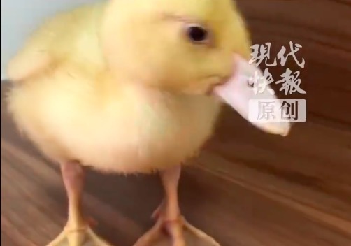 广东两男子盗公园活鸭吃被拘5天 