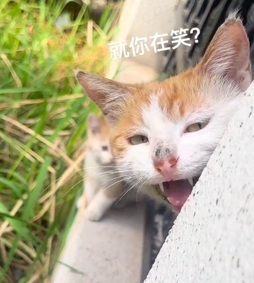 猫界照旧传开东谈主类偷孩子了 好可儿！