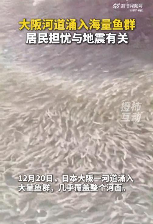 日本大阪一河道涌入大量鱼群 引发市民关注与猜测