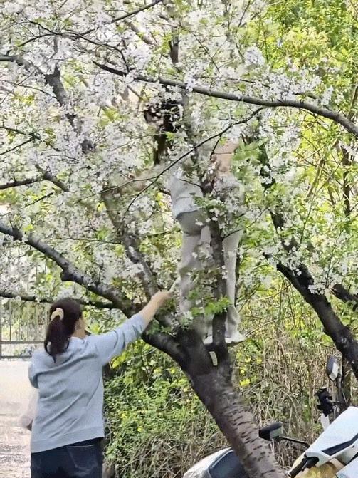女子为拍照压垮樱花树 园方回应 当事人已认错并愿赔偿