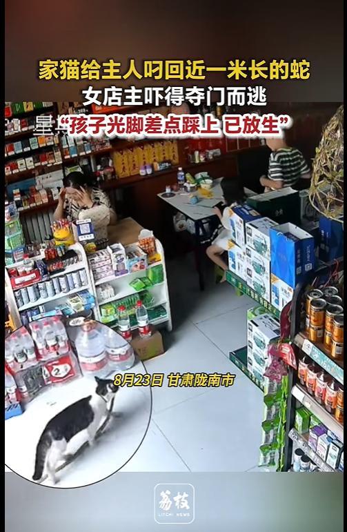 甘肃一女子被猫叼的蛇吓到