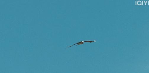 央视新剧《生命树》剧情极具感染力 面子到炸裂！