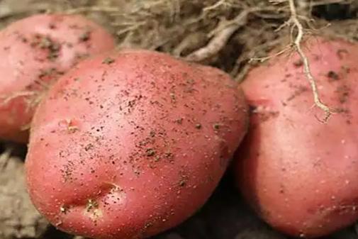 为什么不把土豆当做主粮 而欧美人却当主食