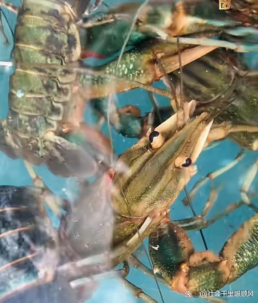 塔克拉玛干沙漠养出20万尾蓝龙虾