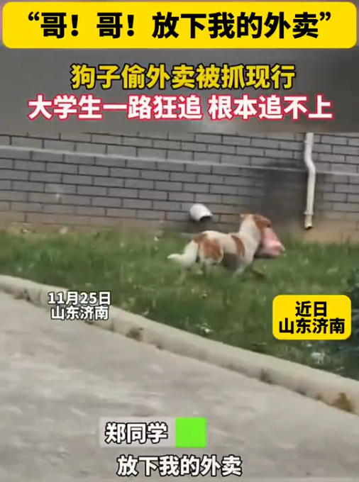 狗子偷外卖被抓现行 大学生一路狂追：“哥！哥！放下我的外卖”
