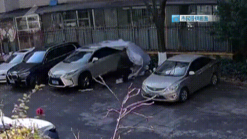 流浪狗“组团”在停车场撕咬车衣 汪汪队集体搞破坏