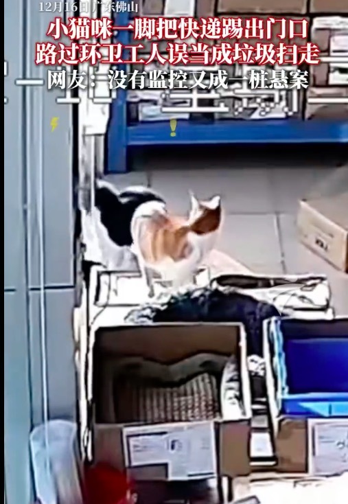 快递丢了查监控发现是被猫咪踢走了 事后多次扒门试图“补救”