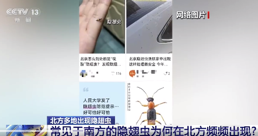蚊子还没走隐翅虫又来了 隐翅虫出现在北方的原因找到了