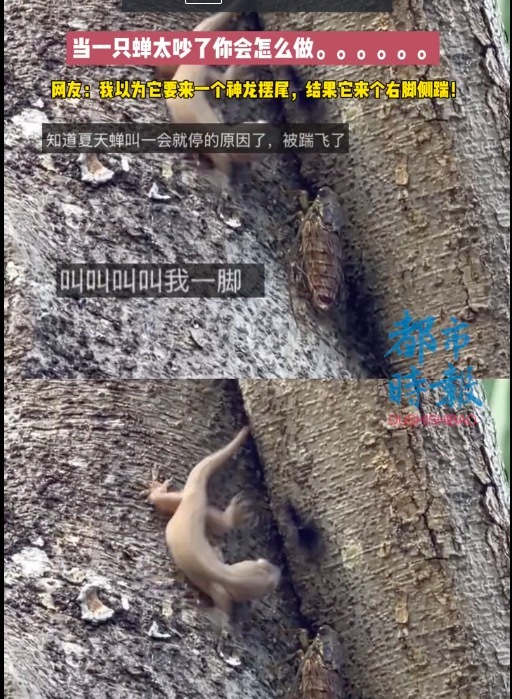 蝉叫一会儿就停原来是被踹飞了