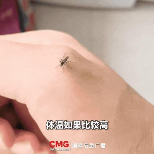一群人里蚊子为什么总叮你 揭秘“招蚊体质”
