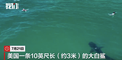美国3米长鲨鱼靠近游泳儿童,儿童始终未察觉,万幸鲨鱼游走