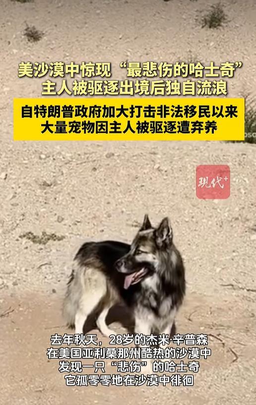 美打击非法移民致大量宠物被遗弃 流浪动物命运堪忧