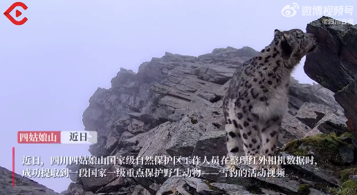画面超清晰！四川又拍到雪山之王大片