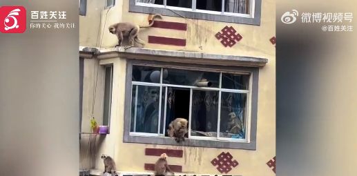 国家一级保护动物长尾叶猴组团闯民宅：行李箱都差点被搬走