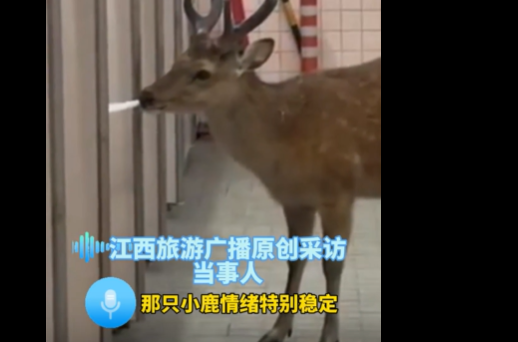 女子上厕所偶遇鹿，结果发现鹿竞然在啃手纸，“对食草动物来说手纸算长寿面吗”