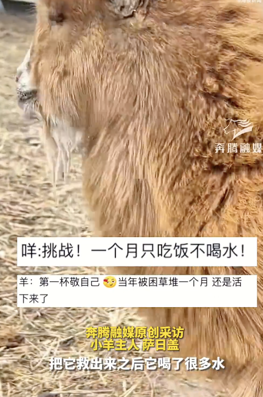 “羊坚强”被困1个月没喝水奇迹存活