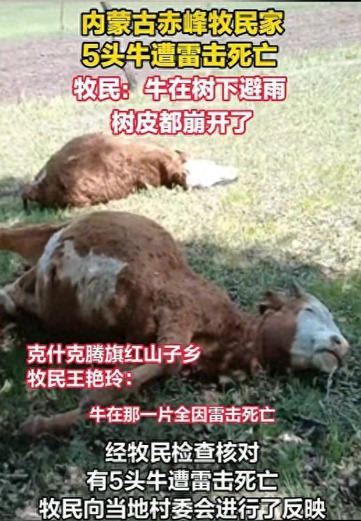 赤峰牧民家5头牛遭雷击死亡