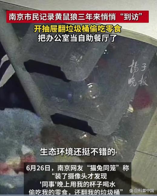 为什么城市里的黄鼠狼越来越多