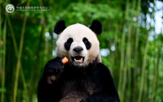 ジャイアントパンダの「安安」「可可」が明日香港へ 海洋公園に定住