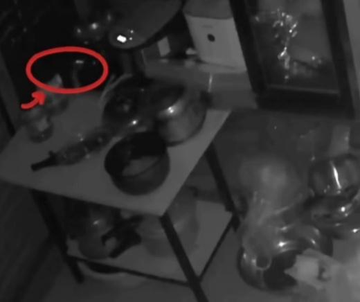 福建女子家里窘态活气竟是老鼠干的