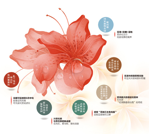 兴安岭上杜鹃红