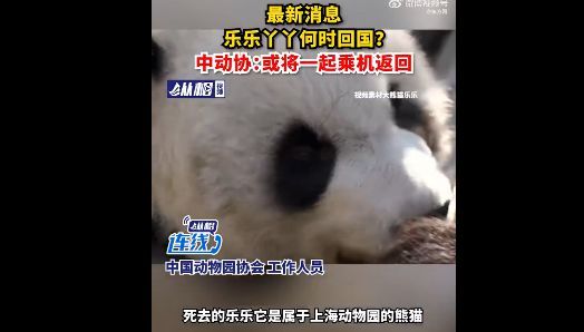 北京动物园：已准备好迎接大熊猫丫丫 将会针对它的皮肤病治疗  期待“丫丫”回家  